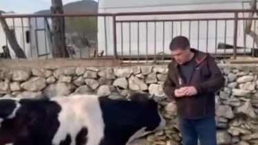 Slika od Butković nabrojao koliko puta je Milanović spomenuo kravu pa zamolio: ‘Milovu ne diraj’