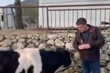 Slika od Butković nabrojao koliko puta je Milanović spomenuo kravu. Pogledajte video: ‘Milovu ne diraj’