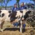 Slika od Butković objavio fotku s kravom: Nadam se da vam je bilo zanimljivo