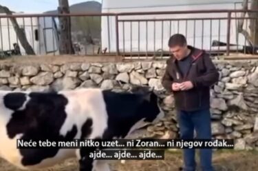 Slika od Butković objavio video s kravom: ‘Neće meni tebe nitko uzet…ni Zoran ni njegov rođak’