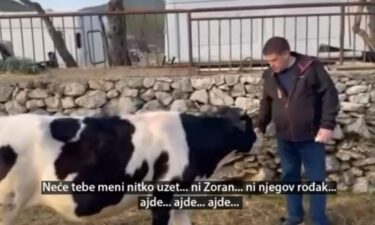 Slika od Butković objavio video s kravom: ‘Neće tebe meni nitko uzet, ni Zoran ni njegov rođak’