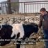 Slika od Butković objavio video s kravom: ‘Neće tebe meni nitko uzet, ni Zoran ni njegov rođak’