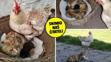 Slika od Čudo kod Vukovara! Mačićima je koka zamjenska mama: ‘Svaku ih večer pozdravi za laku noć’