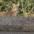 Slika od Dalmatince šokirali bliski srodnici vukova koji se šetaju ulicom usred dana! Stručnjak: ‘Zavijanje se čuje kilometrima‘