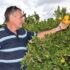Slika od Dalmatinci uzgajaju mandarine, ali to im se samo čini. Nema ni zemlje pod njima ni slasnih plodova. Čudo neviđeno…