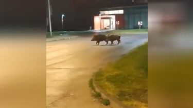 Slika od Divlje svinje šeću Zagrebom! Ravnatelj Zoološkog objasnio što se ne smije raditi