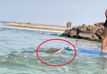 Slika od Djevojka izgubila ravnotežu i s daske za veslanje pala točno na morskog psa