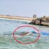 Slika od Djevojka izgubila ravnotežu i s daske za veslanje pala točno na morskog psa