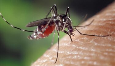 Slika od Dvije opasne bolesti proširit će se Europom zbog komaraca: ‘Možemo očekivati više smrtnih slučajeva’