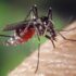 Slika od Dvije opasne bolesti proširit će se Europom zbog komaraca: ‘Možemo očekivati više smrtnih slučajeva’