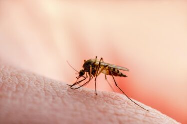 Slika od ‘Dvije opasne virusne bolesti proširit će se po Europi, može se očekivati širenje zaraze i smrtni slučajevi‘