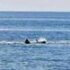 Slika od FOTO Tuna i morski pas snimljeni kod Brijuna: Ribari kažu da je došlo do okršaja, ali stručnjak tvrdi drugačije