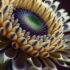 Slika od Fraktali u prirodi i umjetnosti: 6 primjera nevjerojatne složenosti