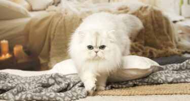 Slika od Kako održati bjelinu perzijske mačke?