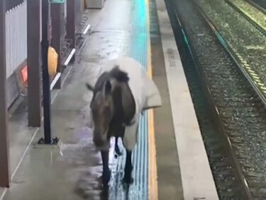 Slika od Konj pobjegao vlasnicima pa se skrivao u metrou od kiše, pazio na vlakove i na putnike