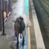 Slika od Konj pobjegao vlasnicima pa se skrivao u metrou od kiše, pazio na vlakove i na putnike