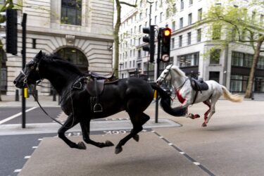 Slika od Konji projurili središtem Londona. Jedan je izgledao prekriven krvlju