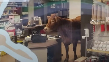 Slika od Krava upala u prodavaonicu boja i stala se oblizivati kada je ugledala blagajnu