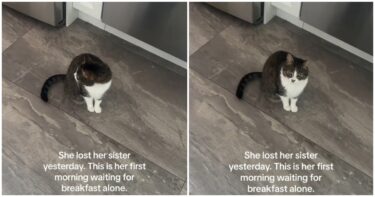 Slika od Mačka ostala bez svoje sestre, njezina reakcija slama srce