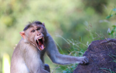 Slika od Majmun ugrizao čovjeka u Hong Kongu i prenio mu smrtonosni virus, njegovo je stanje kritično i liječnici mu se bore za život