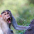 Slika od Majmun ugrizao čovjeka u Hong Kongu i prenio mu smrtonosni virus, njegovo je stanje kritično i liječnici mu se bore za život
