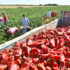 Slika od Makedonski poljoprivrednici vape za izvorima financiranja