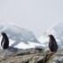 Slika od Na tisuće malih pingvina uginule na Antarktici zbog sve bržeg topljenja leda