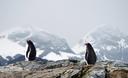 Slika od Na tisuće malih pingvina uginule na Antarktici zbog sve bržeg topljenja leda