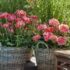 Slika od Najdraže ljetno cvijeće: Ovo su trikovi zbog kojih će pelargonije stalno cvjetati
