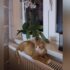 Slika od Nestao mačak iz općine Rugvica. Bez terapije neće preživjeti. Jeste li ga vidjeli?