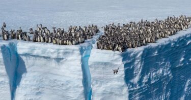 Slika od Nevjerojatan prizor prvi put zabilježen kamerom: 700 mladih pingvina skakalo s litice