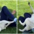 Slika od Novak Đoković igrao se sa psom na travnjaku, njegova Jelena poslala dirljivu poruku