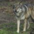 Slika od Od države tražio 5300 € jer mu je u Dalmaciji psa rastrgao vuk. Sud ga je neugodno iznenadio