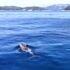 Slika od Ovo se ne viđa često: Lopud dobio nove ‘stanare‘, jato delfina zadnjih dana pliva uz samu rivu. Pogledajte ih u videu