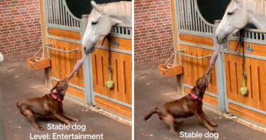 Slika od Pas obožava ići u staju i igrati se s konjem, simpatičan video pogledali milijuni