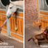 Slika od Pas obožava ići u staju i igrati se s konjem, simpatičan video pogledali milijuni