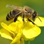 Slika od Pčele uranile na ispašu, ali medu se ne piše dobro