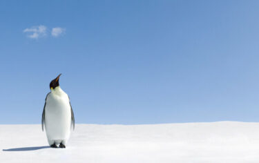 Slika od Pogubni utjecaj sve bržeg topljenja leda na carske pingvine