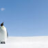 Slika od Pogubni utjecaj sve bržeg topljenja leda na carske pingvine