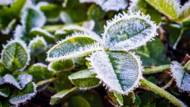 Slika od Prijete nam snijeg i mraz! Evo što trebate učiniti kako bi biljke spasili od niskih temperatura