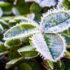 Slika od Prijete nam snijeg i mraz! Evo što trebate učiniti kako bi biljke spasili od niskih temperatura