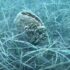 Slika od Pronađene mlade periske kod Umaga: Udruga Zelena Istra poziva na zaštitu njihova staništa
