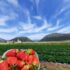 Slika od Slatko, a zdravo: evo zašto su jagode voće koje je iznimno dobro za naše zdravlje?