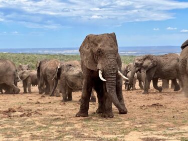 Slika od Snimka neočekivanog napada slonova na safari džip obilazi svijet, jedna je turistkinja podlegla ozljedama