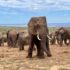 Slika od Snimka neočekivanog napada slonova na safari džip obilazi svijet, jedna je turistkinja podlegla ozljedama