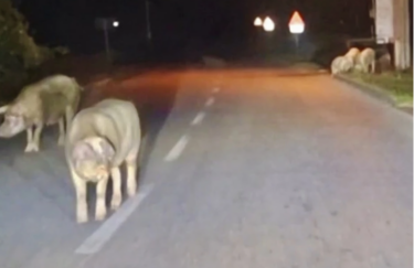 Slika od Stado svinja po mrklom mraku lutalo cestom u Virju: ‘Zaletavale su se u branik’