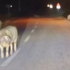 Slika od Stado svinja po mrklom mraku lutalo cestom u Virju: ‘Zaletavale su se u branik’