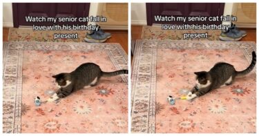 Slika od Stariji mačak za rođendan dobio novu igračku, pogledajte njegovu preslatku reakciju