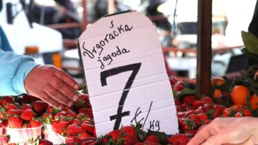 Slika od Stigle su prve vrgoračke jagode na šibensku tržnicu: Cijena im je paprena, ali prekrasno mirišu
