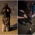Slika od TikTok kazna za nasilne djevojke iz snimke gora od ‘prave‘ kazne! Psihologinja upozorava: Linč djevojaka nije rješenje